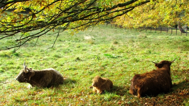 AJ Bell Great Scottish Run: Highland Cows in Pollok Country Park
