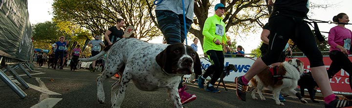 Simplyhealth Canine Run
